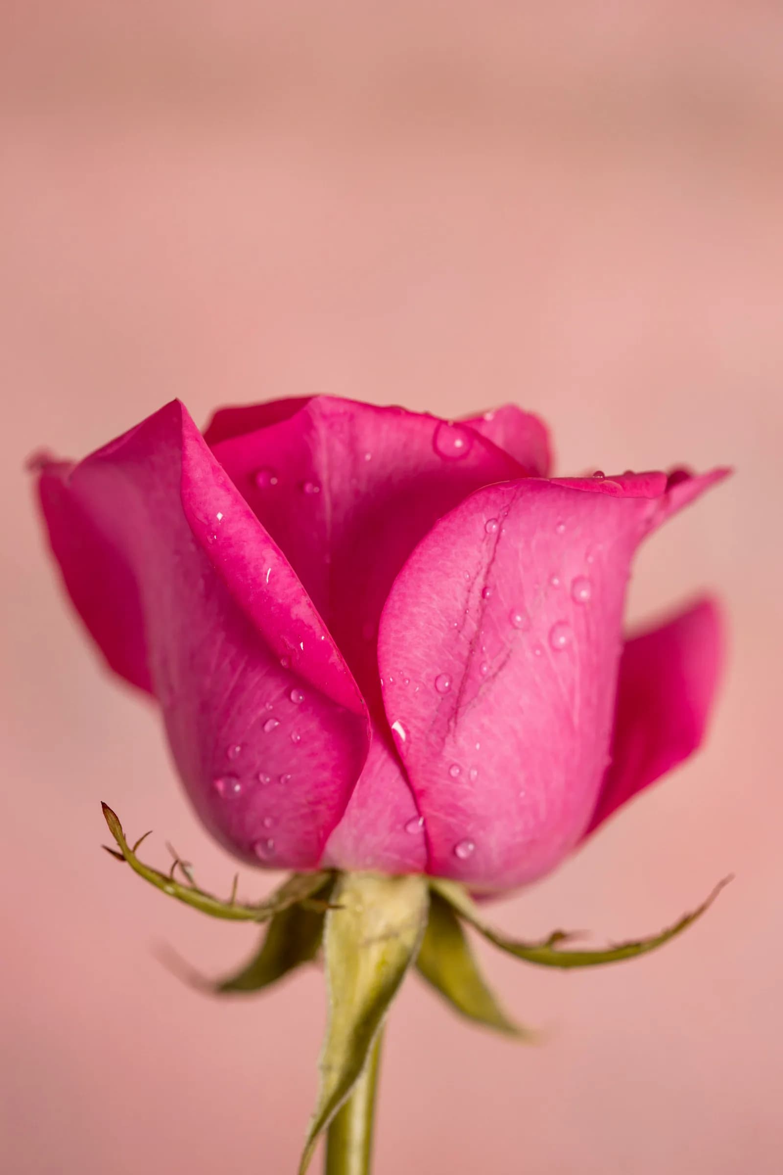 گل برای عاشقانه