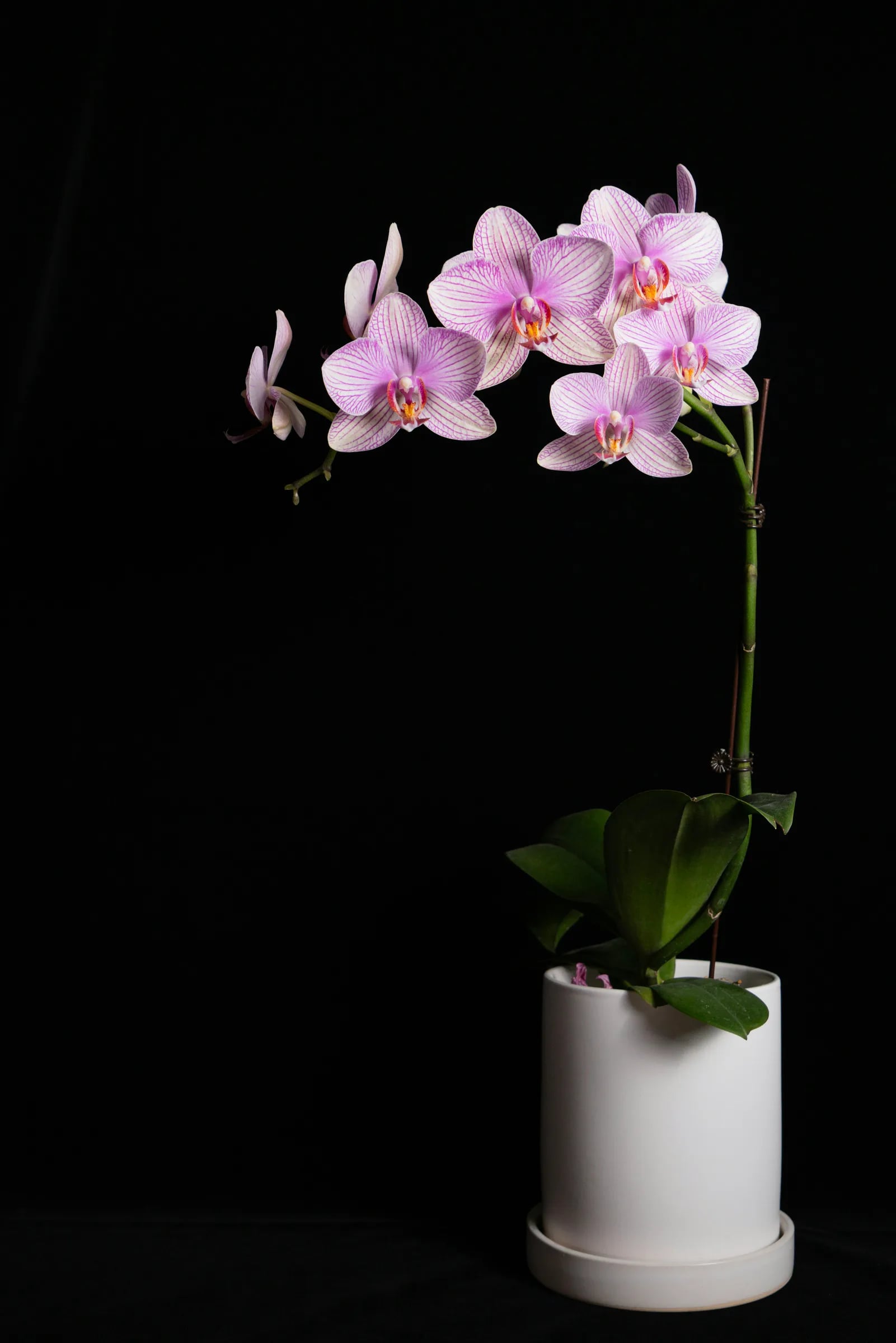 ارکیده‌ی یاس — ارکیده‌ی یاسی در گلدانِ استوانه‌ایِ سفید.