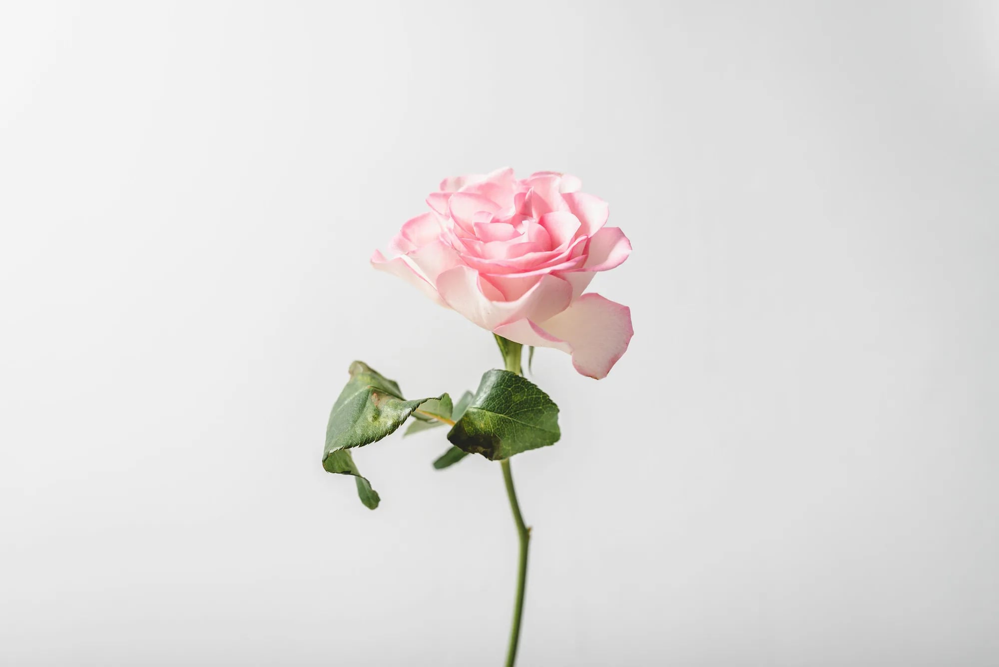 تک‌شاخه‌ی صورتی — یک رزِ صورتیِ کامل. همین.